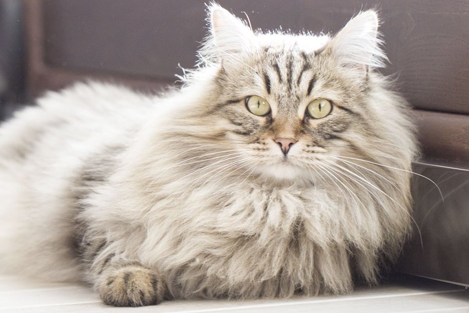 Серая длинношерстная кошка