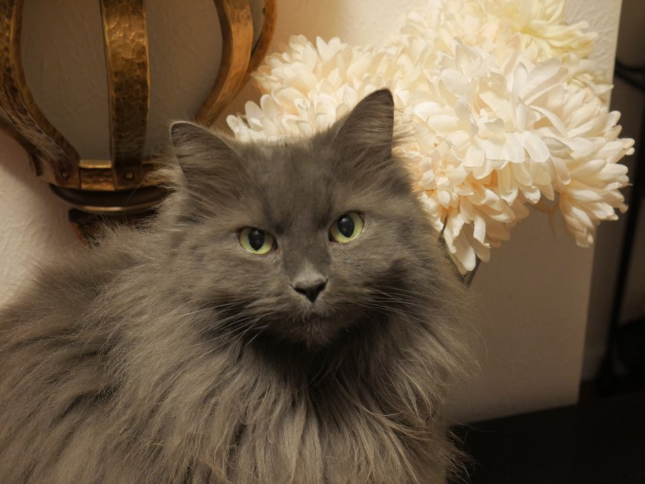 Сибирский Нибелунг длинношерстный