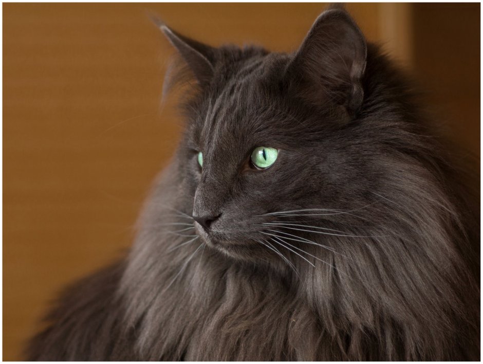 Нибелунги Мейн кун