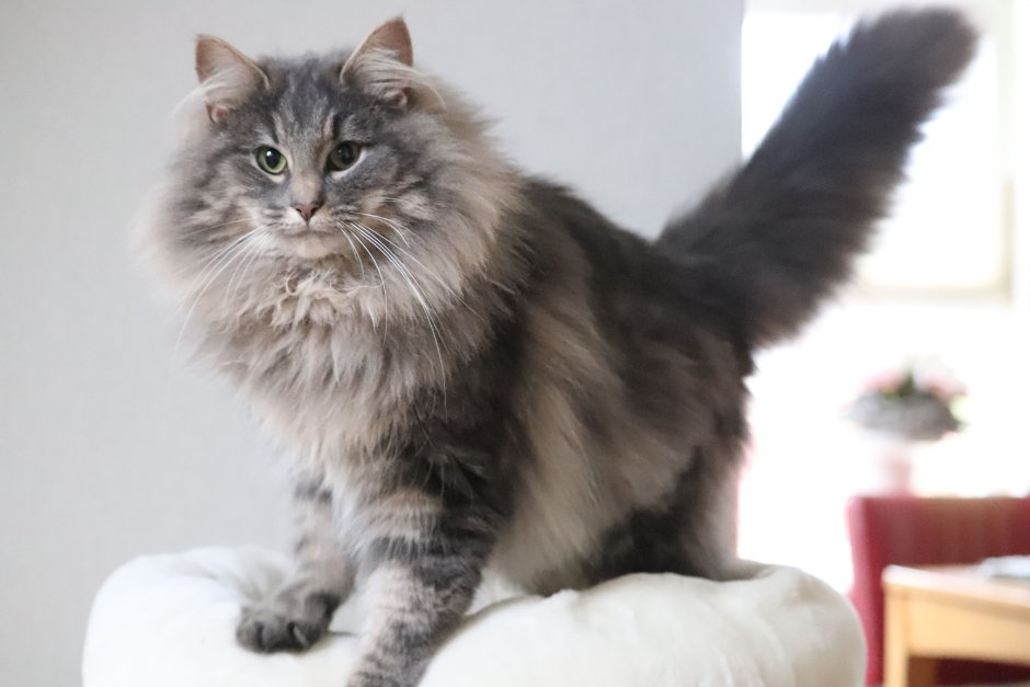 Норвежская Лесная кошка серого окраса