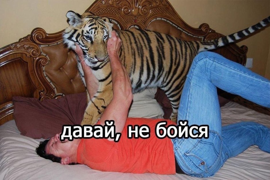 Тигр на севере