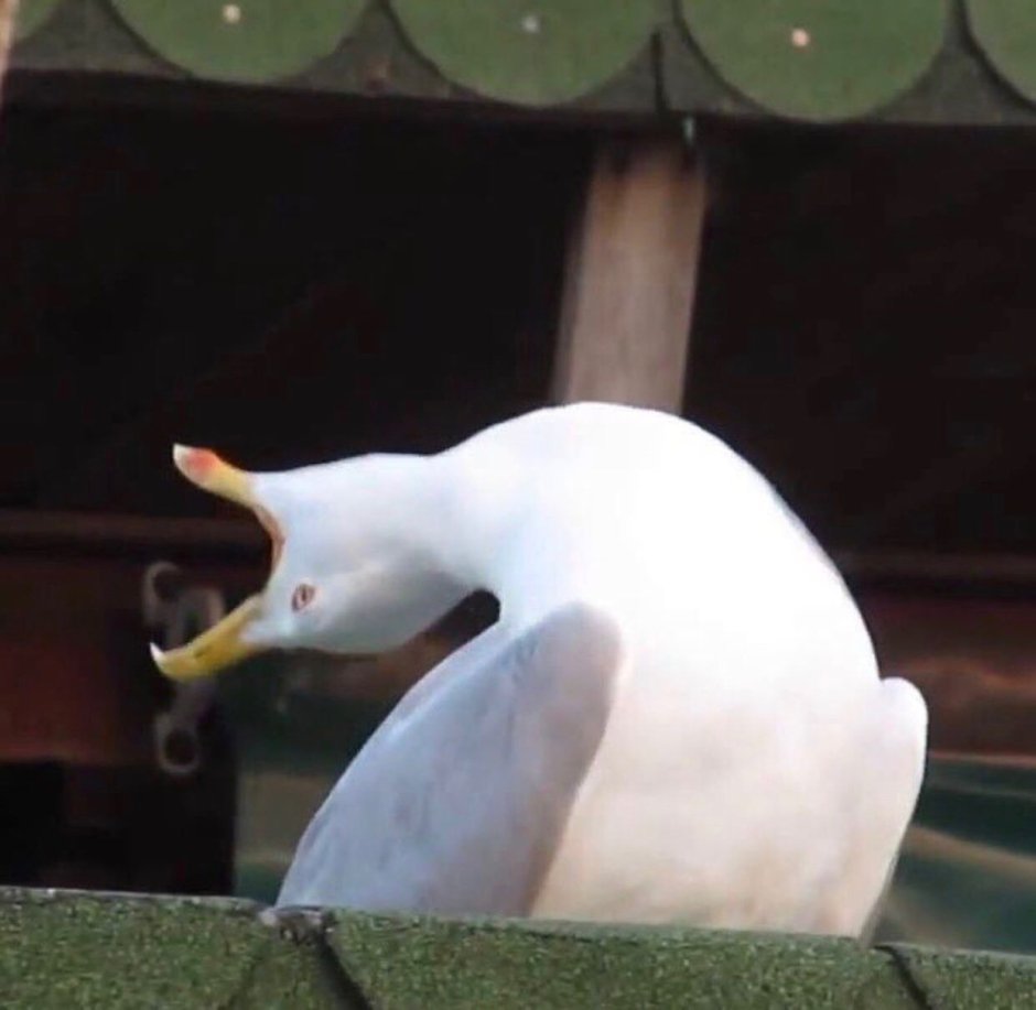 I'M on a Hellevator Seagull screaming