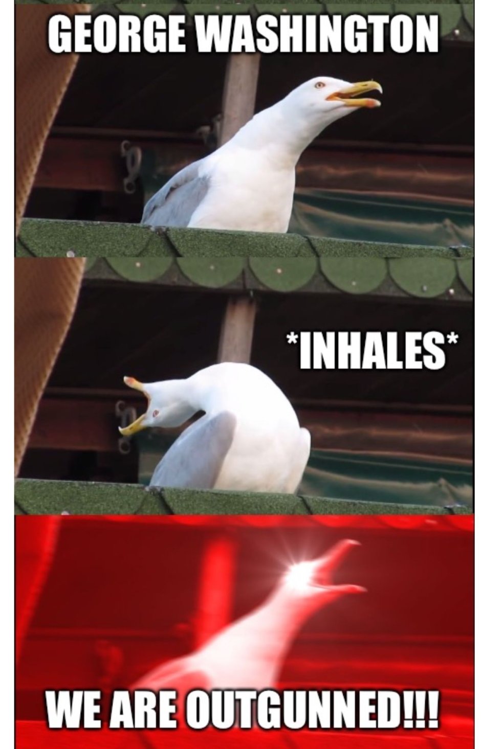 Чайка Мем