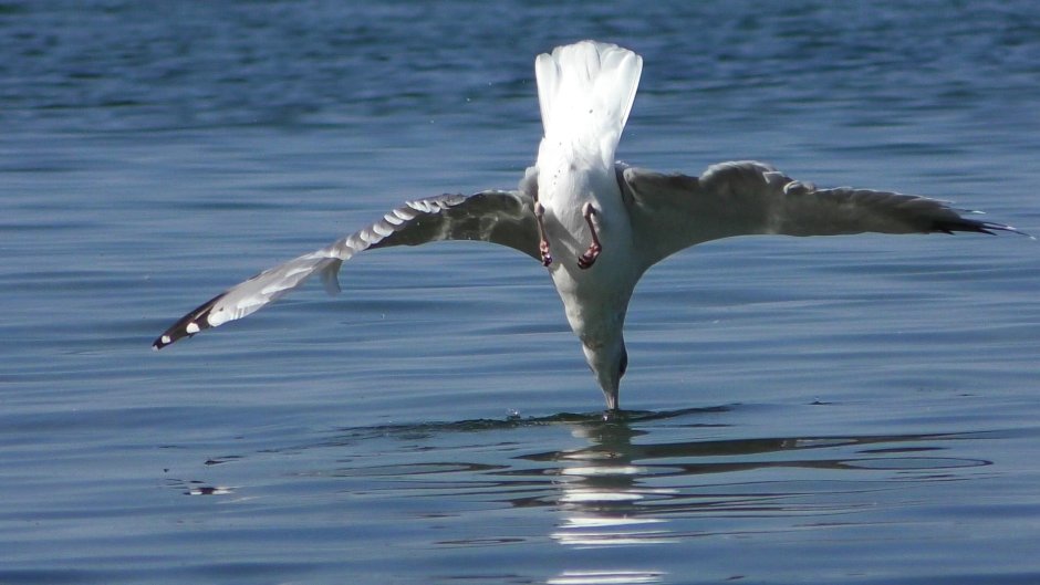 Водоплавающие птицы Балтийского моря
