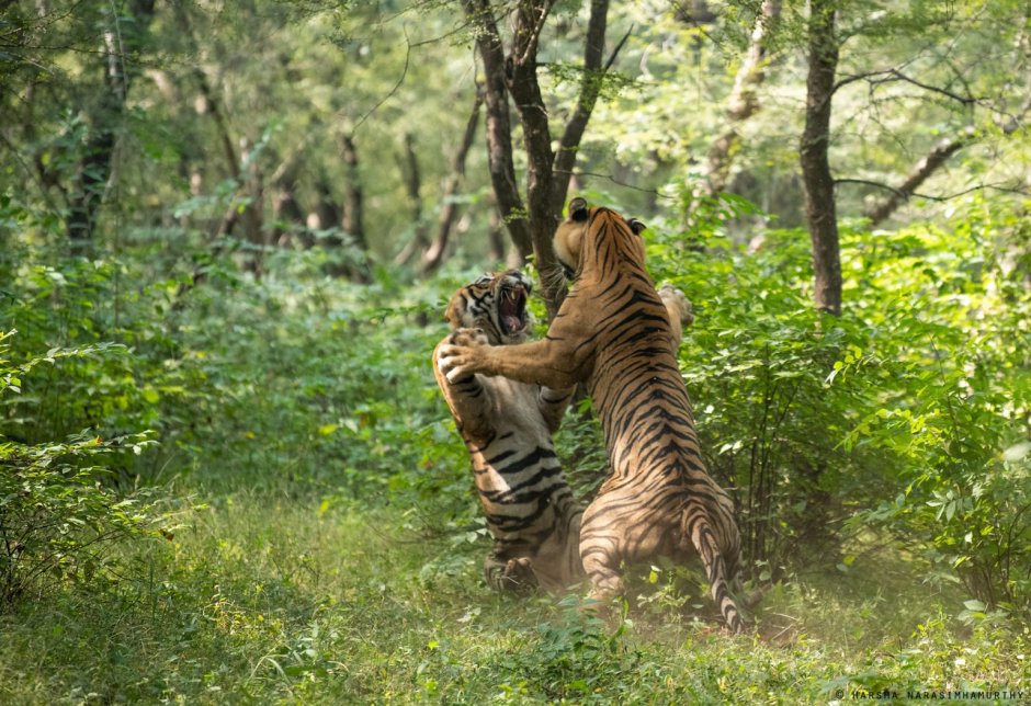 Ranthambore National Park животные
