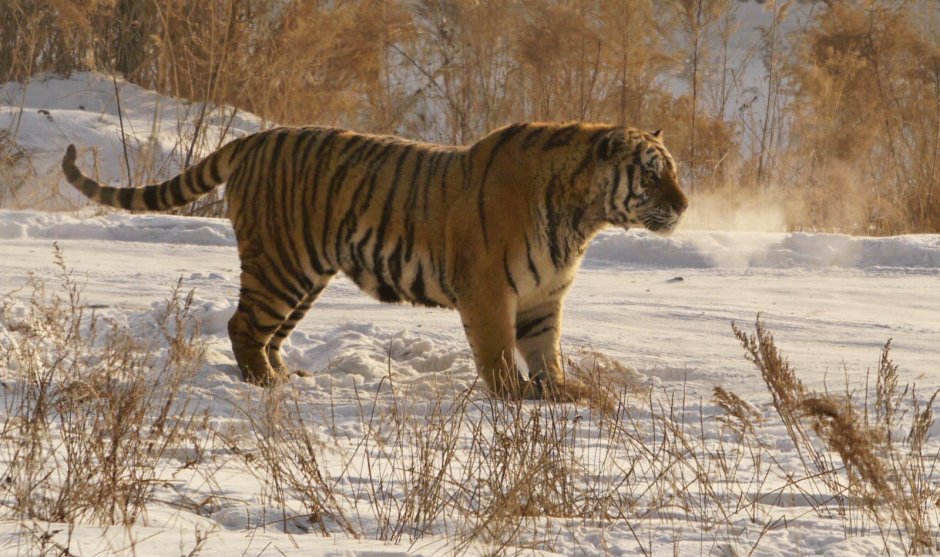 Тринильский тигр
