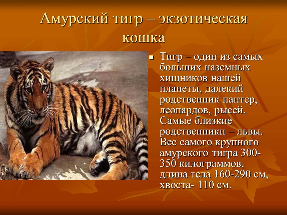 Амурский тигр Владивосток