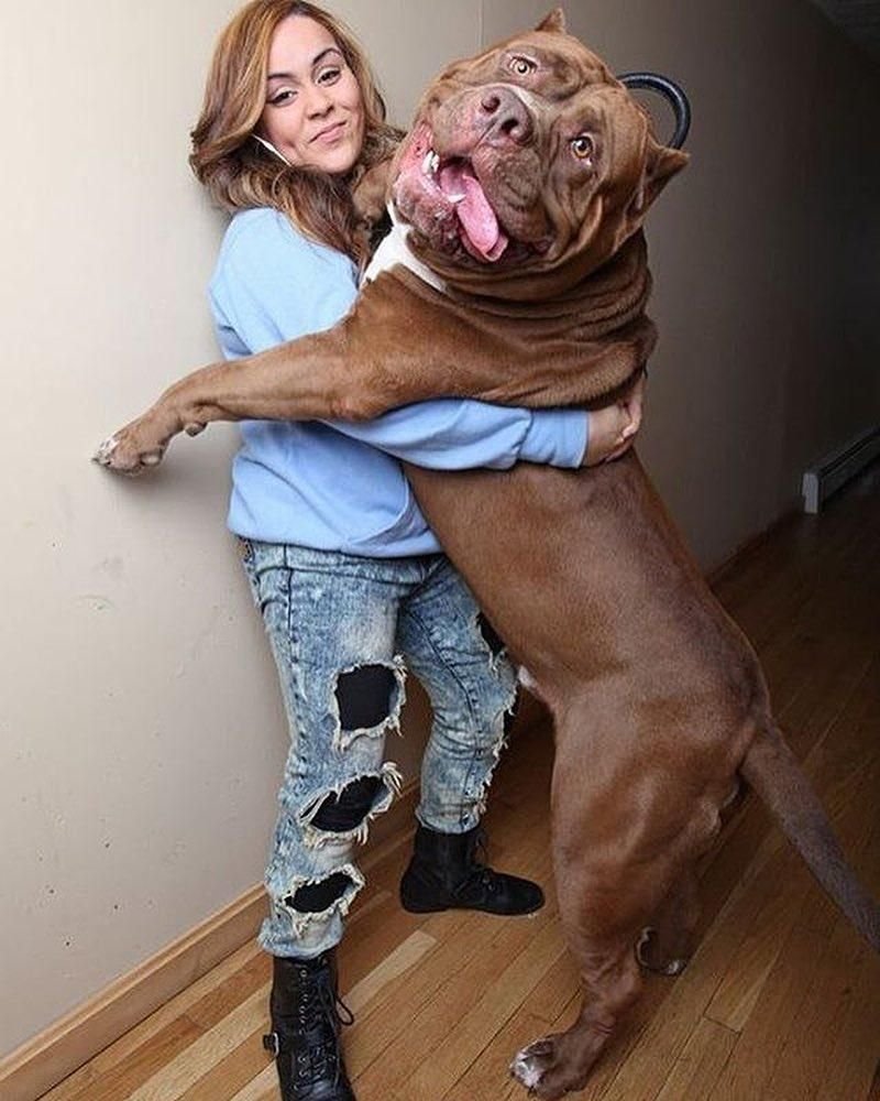 Питбуль рост в холке