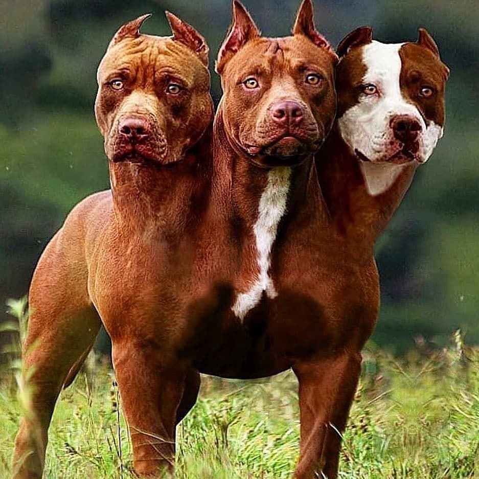 Питбуль качки