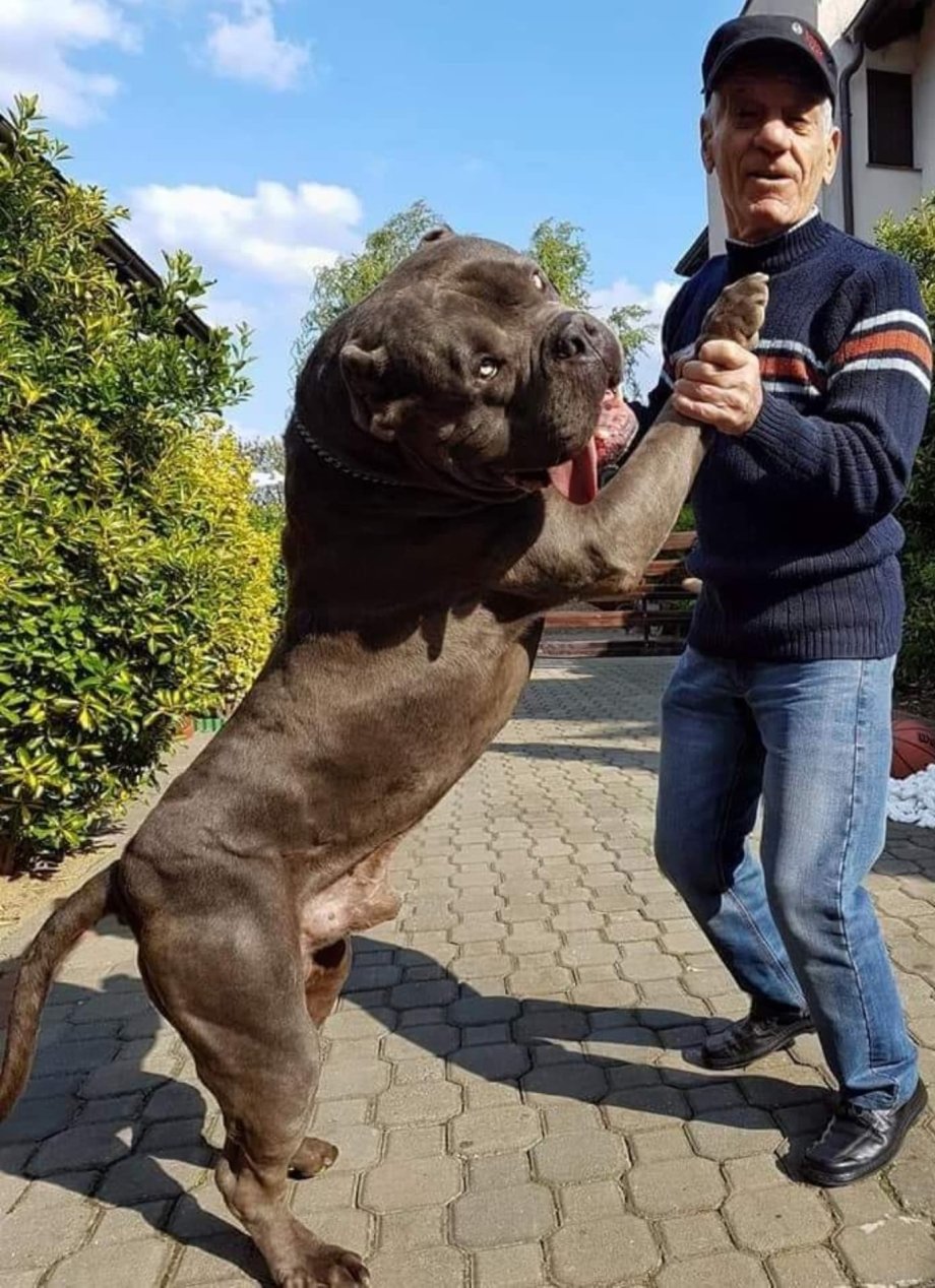 Американский питбультерьер качок