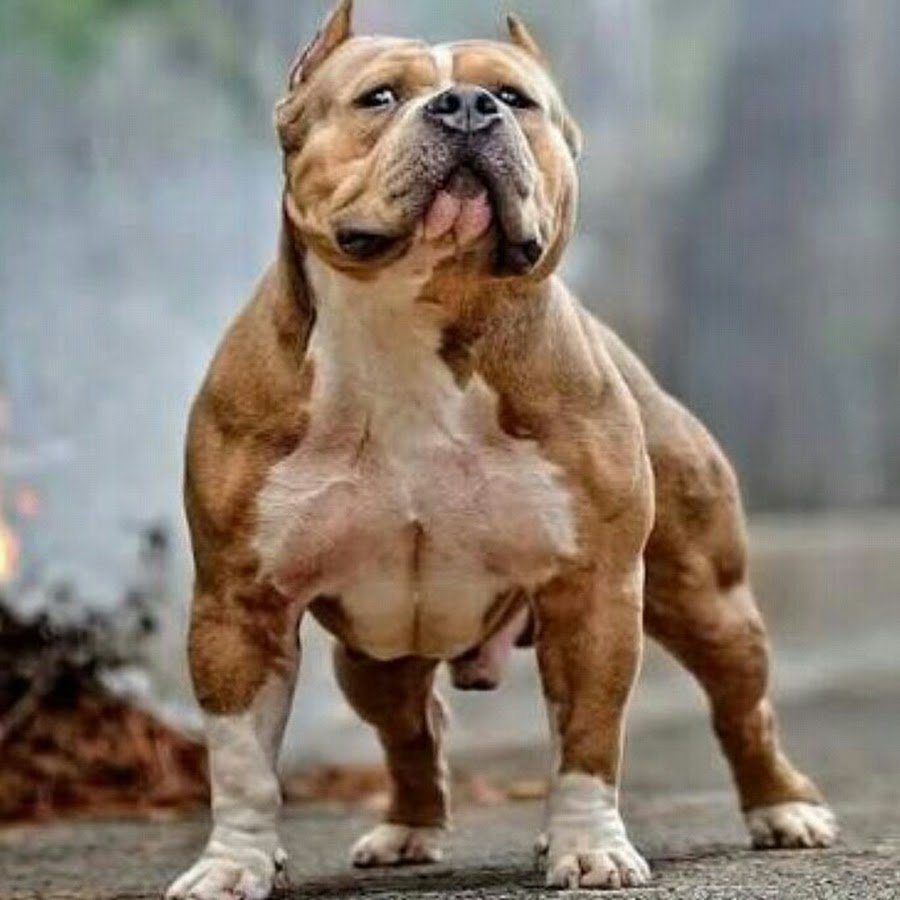 Самые сильные бойцовские собаки