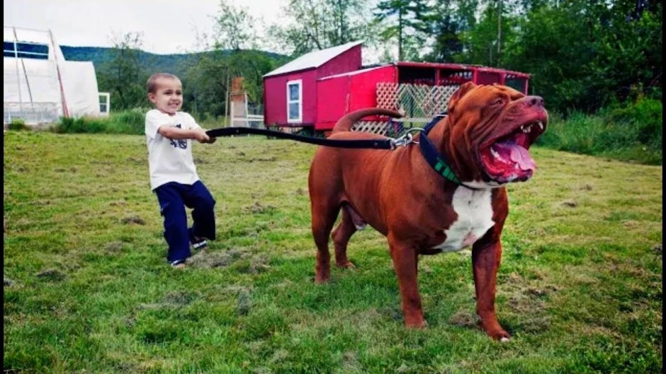 Бандог Халк