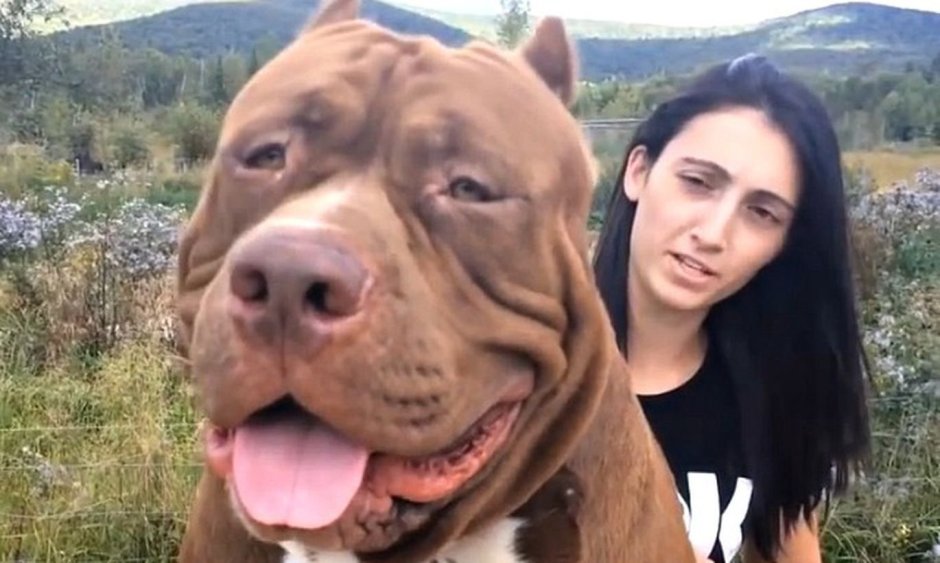 Стаффордширский бультерьер качок