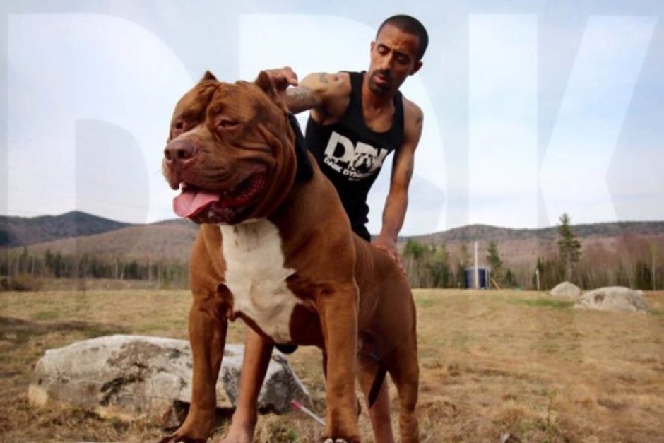 Самый большой питбуль в мире Халк