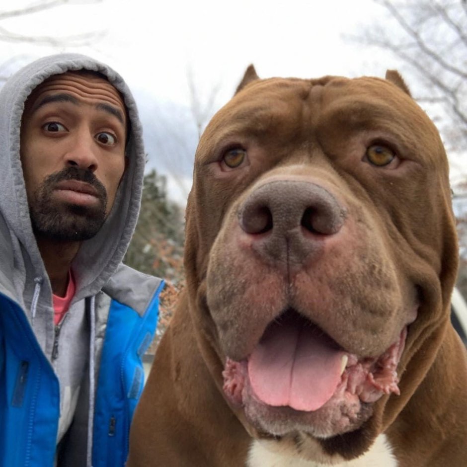 Стаффордширский терьер булли