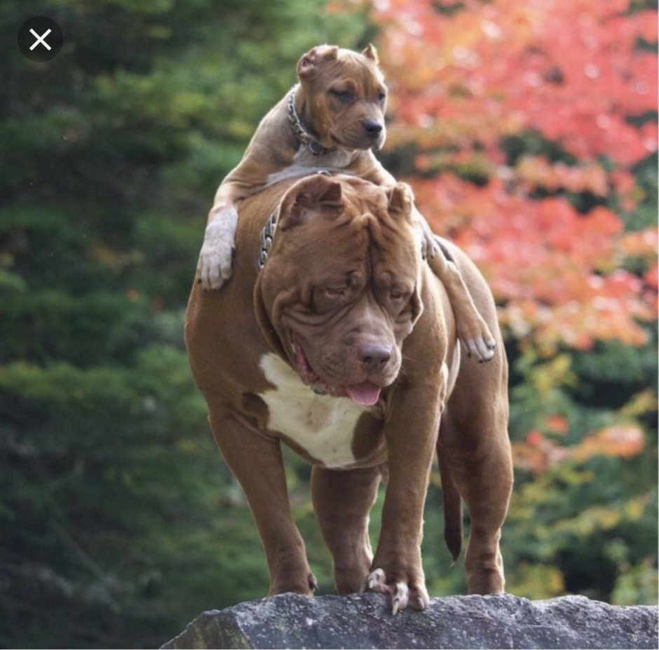 Самый большой питбуль в мире Халк