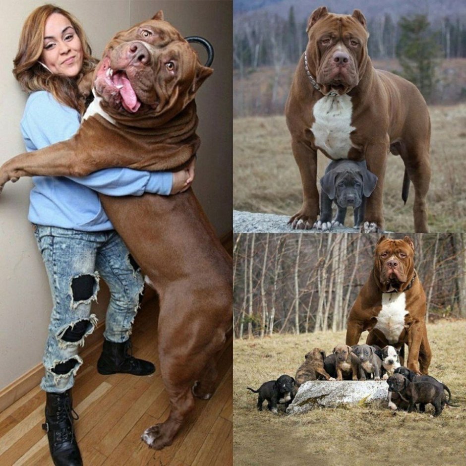 Самый большой питбуль Халк рост