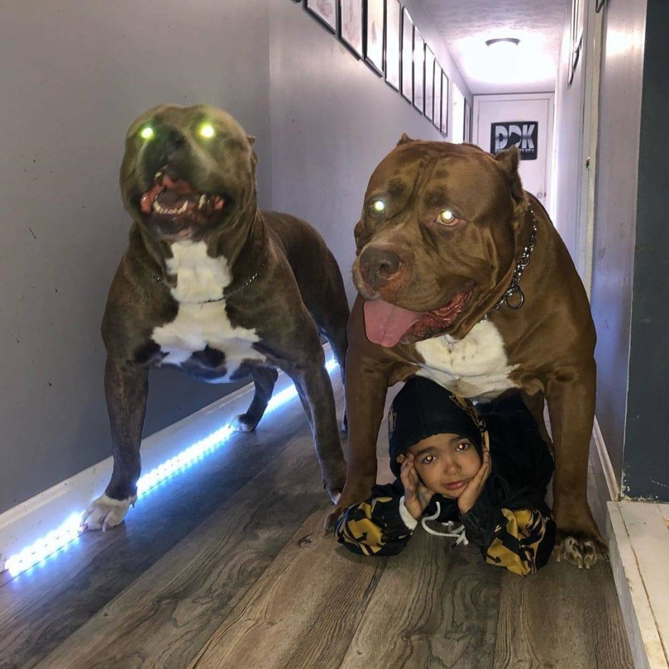 Питбуль Халк