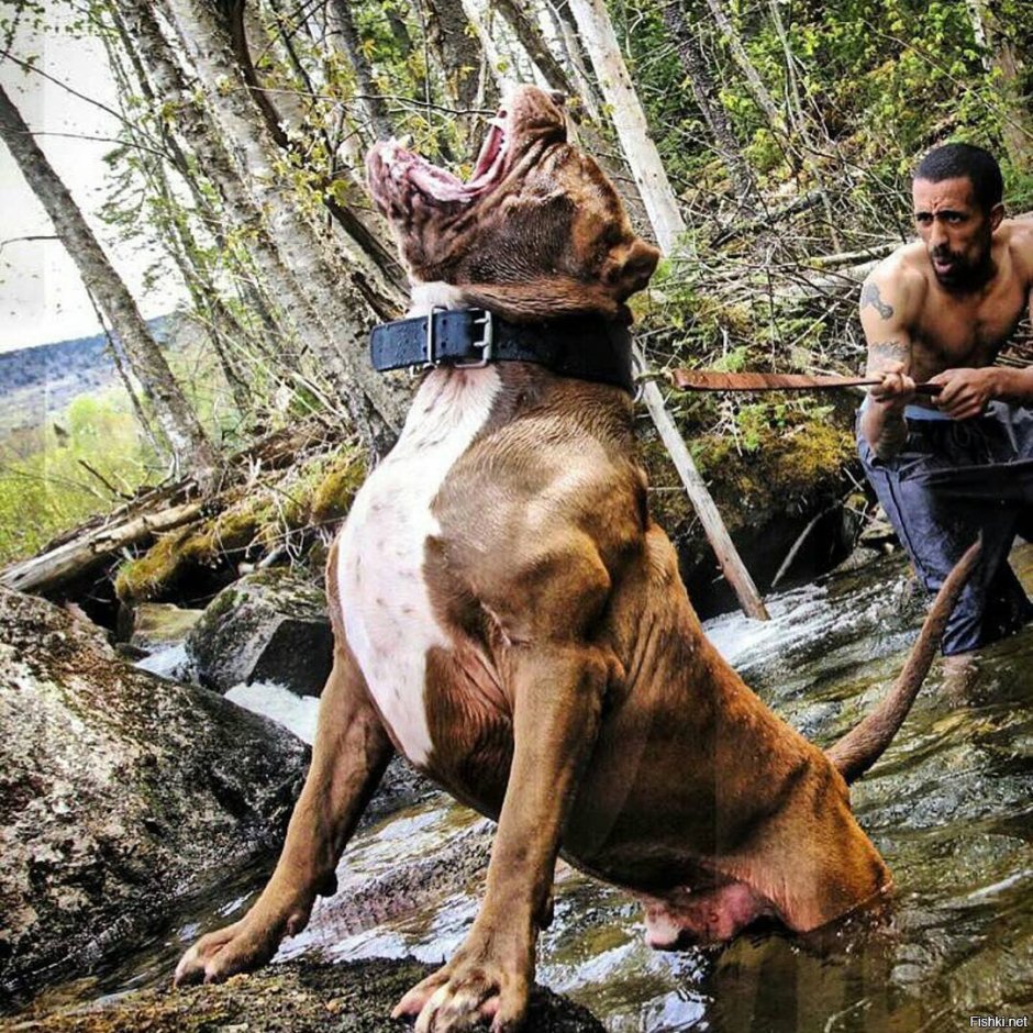 Собака с большими мышцами