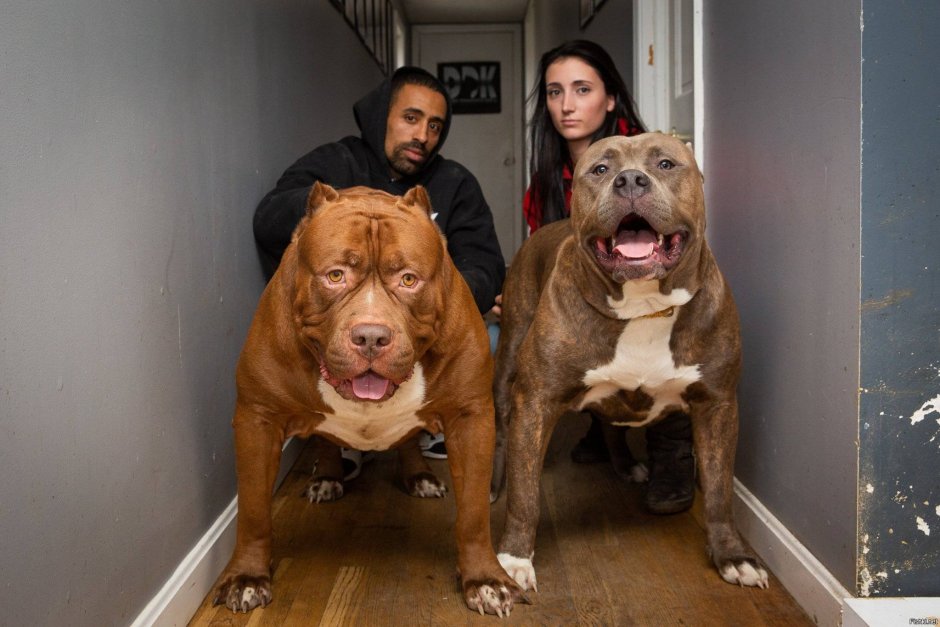 Американский питбуль Халк