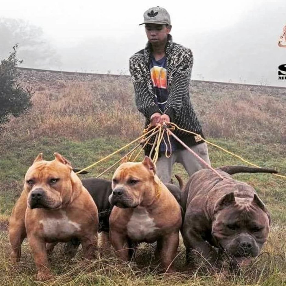 Канарский дог Цербер