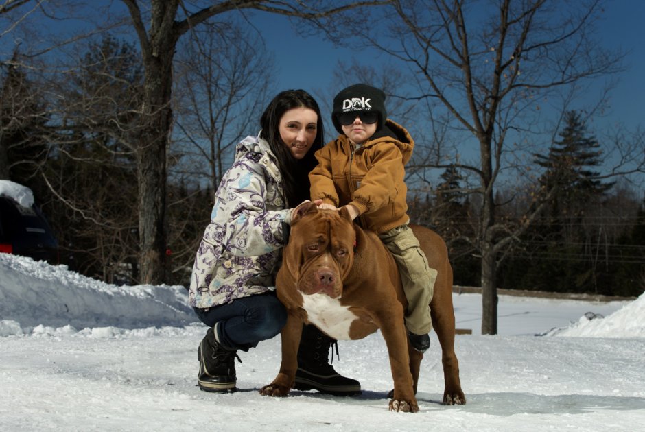 Самый большой питбуль Халк