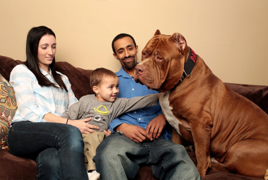 Самый большой питбуль в мире Халк