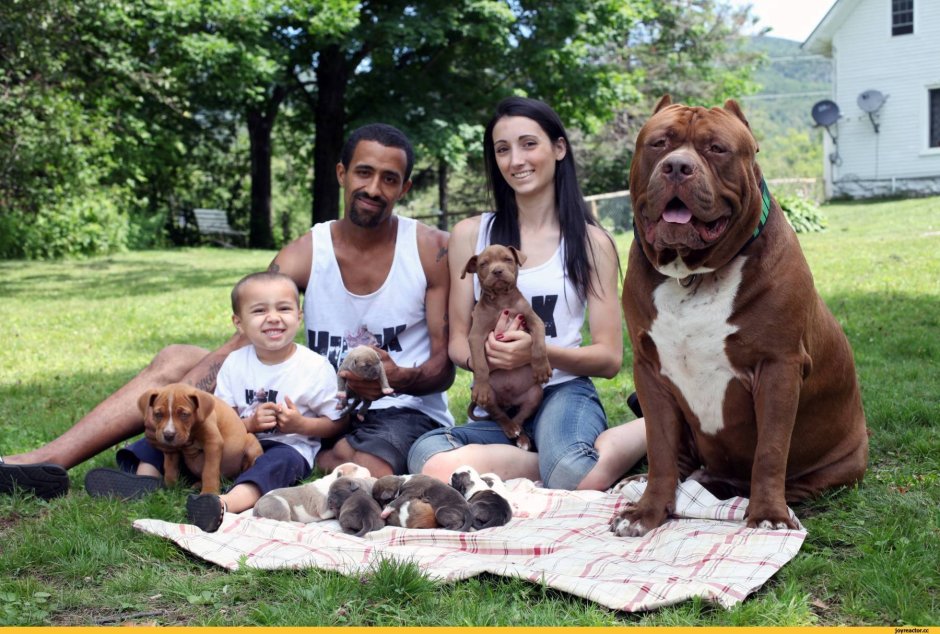 Стаффорд с человеком