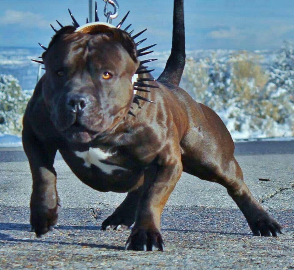 Питбуль на поводке