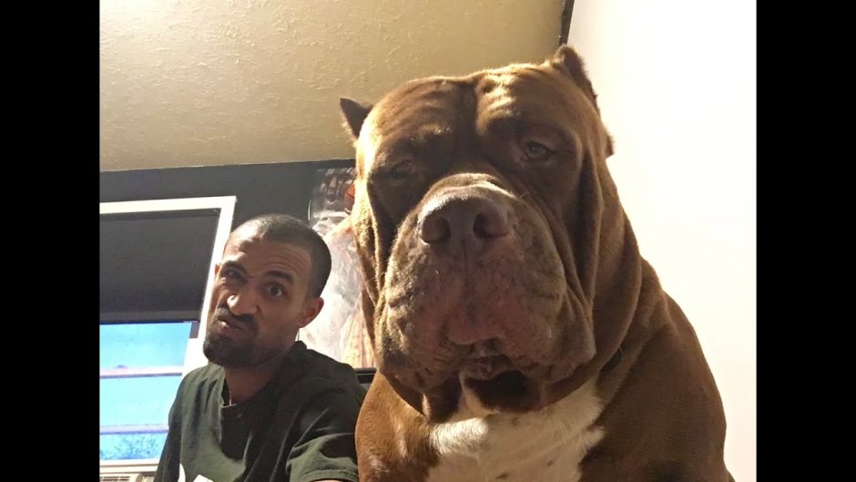 Страшные собаки бойцовские