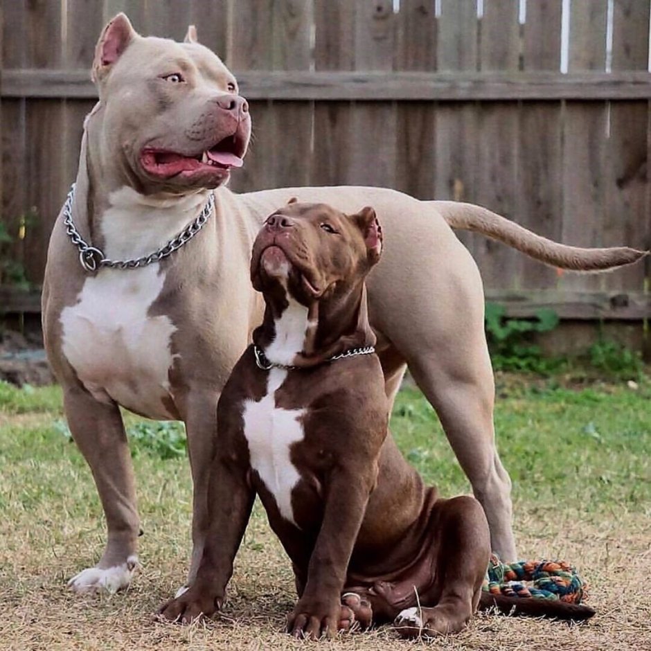 Американский питбультерьер Халк