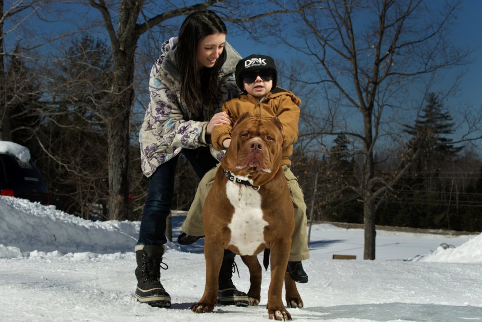 Питбуль Халк