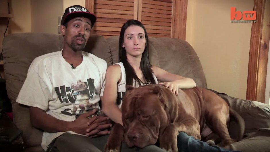 Питбуль Халк злой