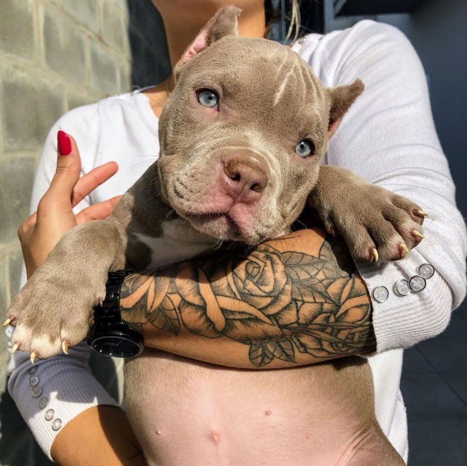 Питбуль Халк качок