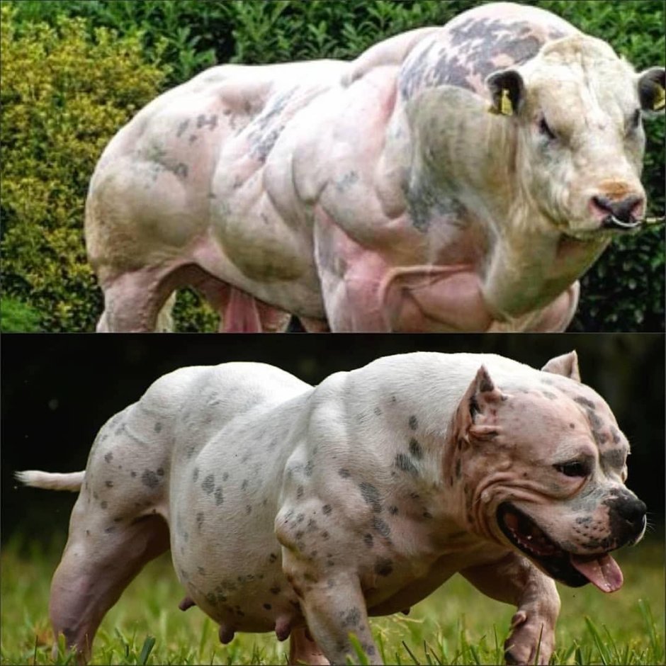 Самый большой питбуль в мире Халк