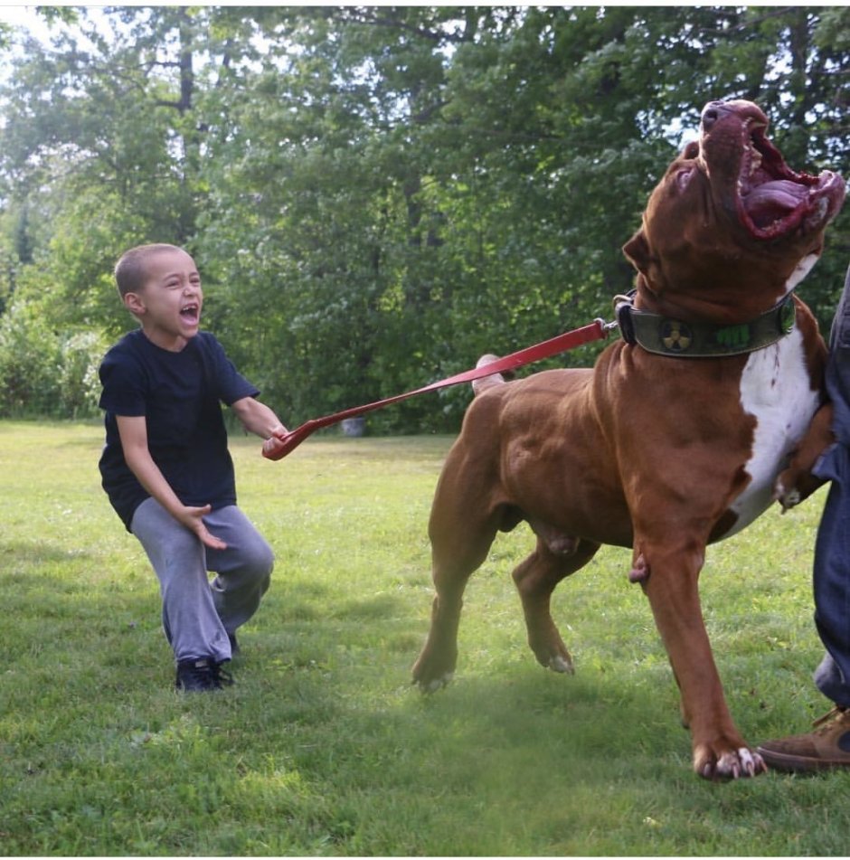 Питбуль Халк бои
