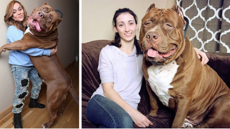 Американский питбуль Халк