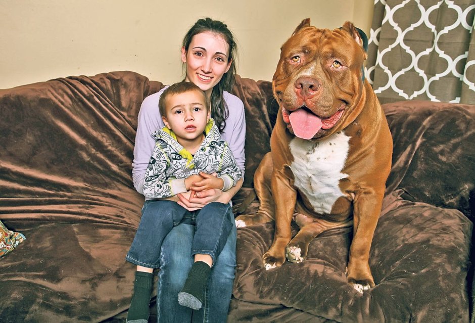 Питбуль мастиф