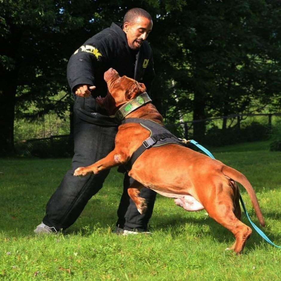 Самый большой питбуль в мире Халк вес