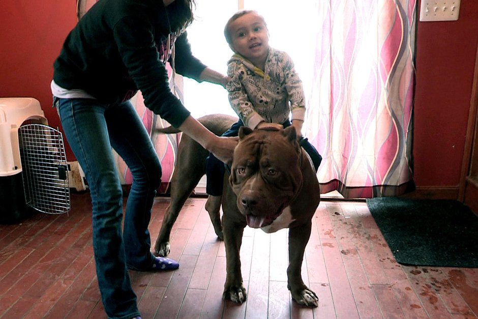 Самый большой питбуль в мире Халк