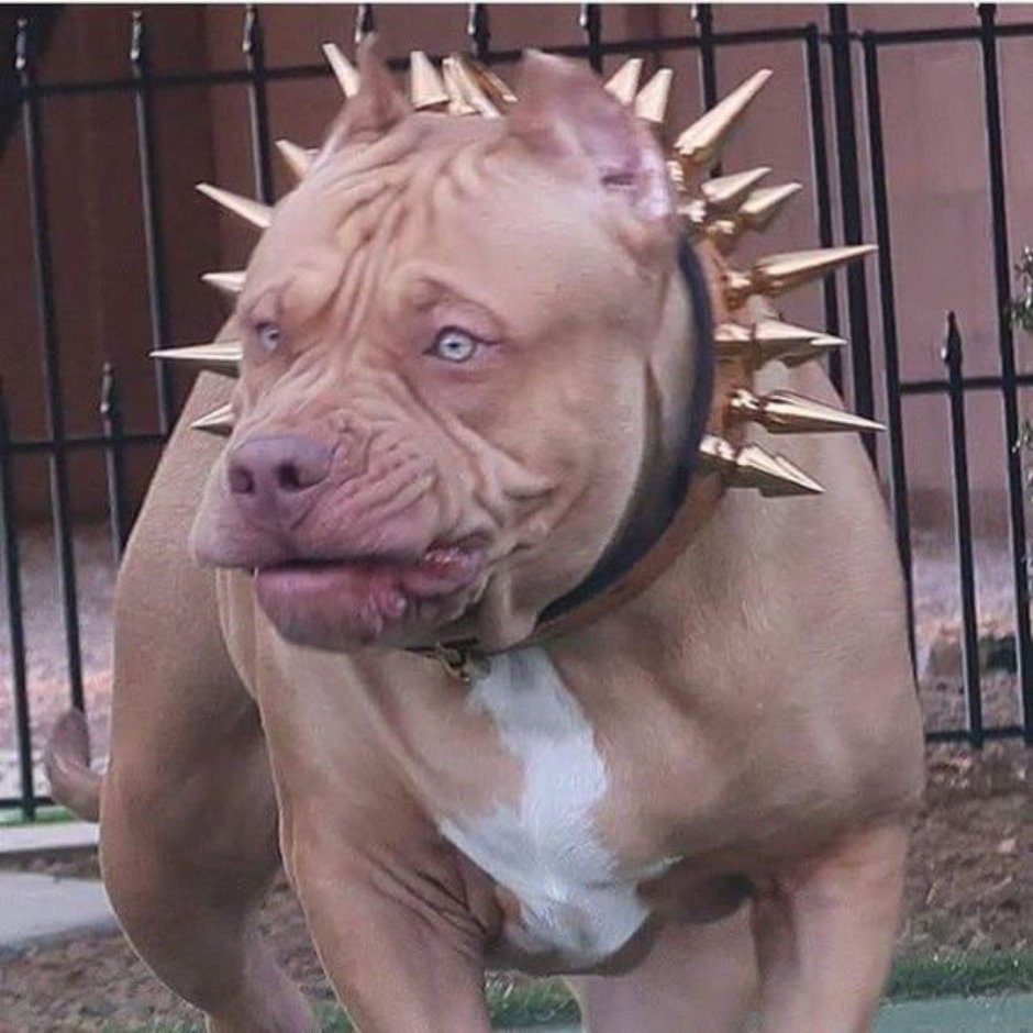 Бойцовские собаки бульдог