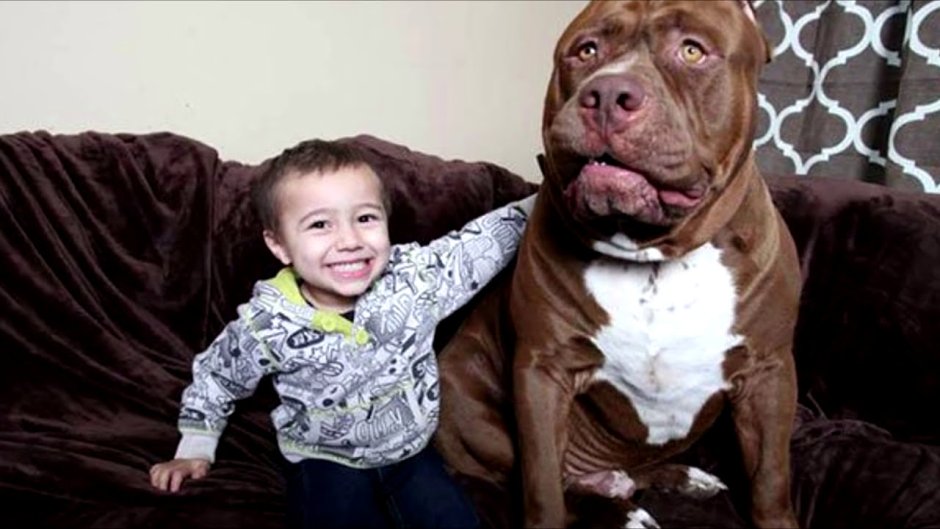 Американский питбуль Халк