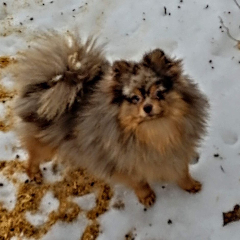 Померанский Лулу и шпиц