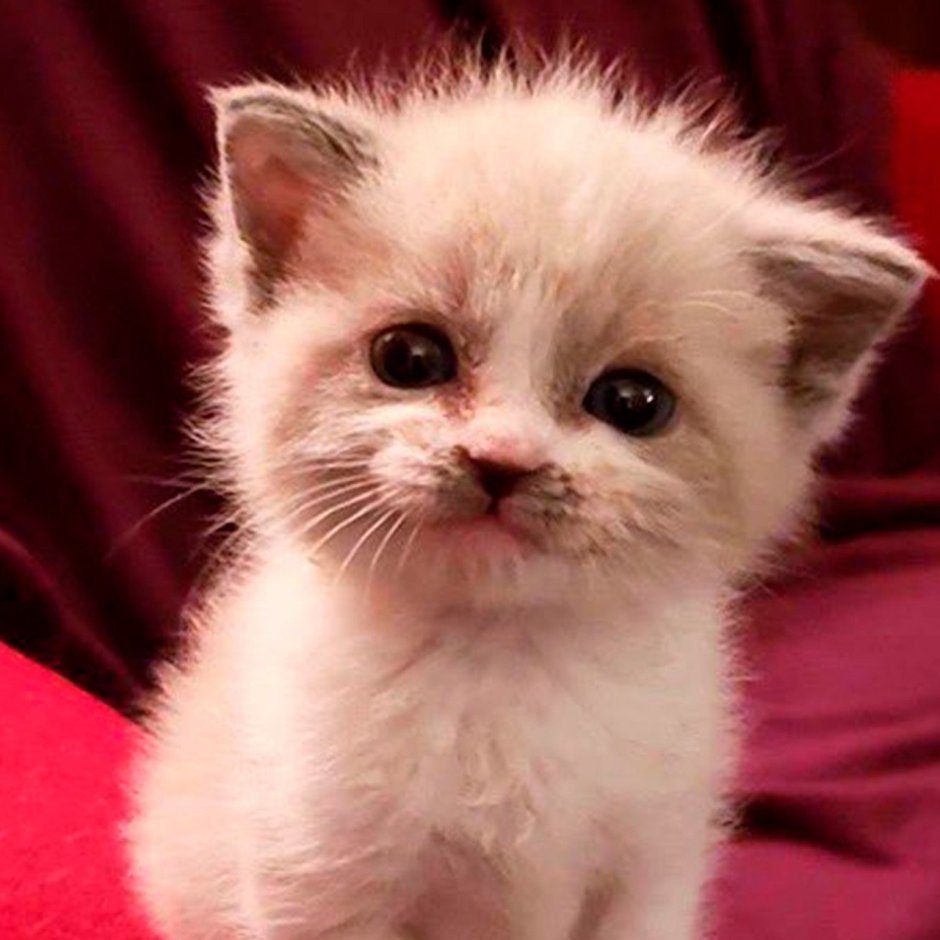Котенок улыбается