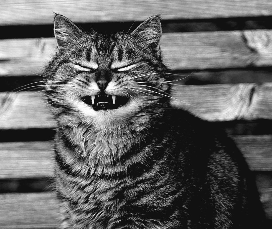 Дерзкий кот