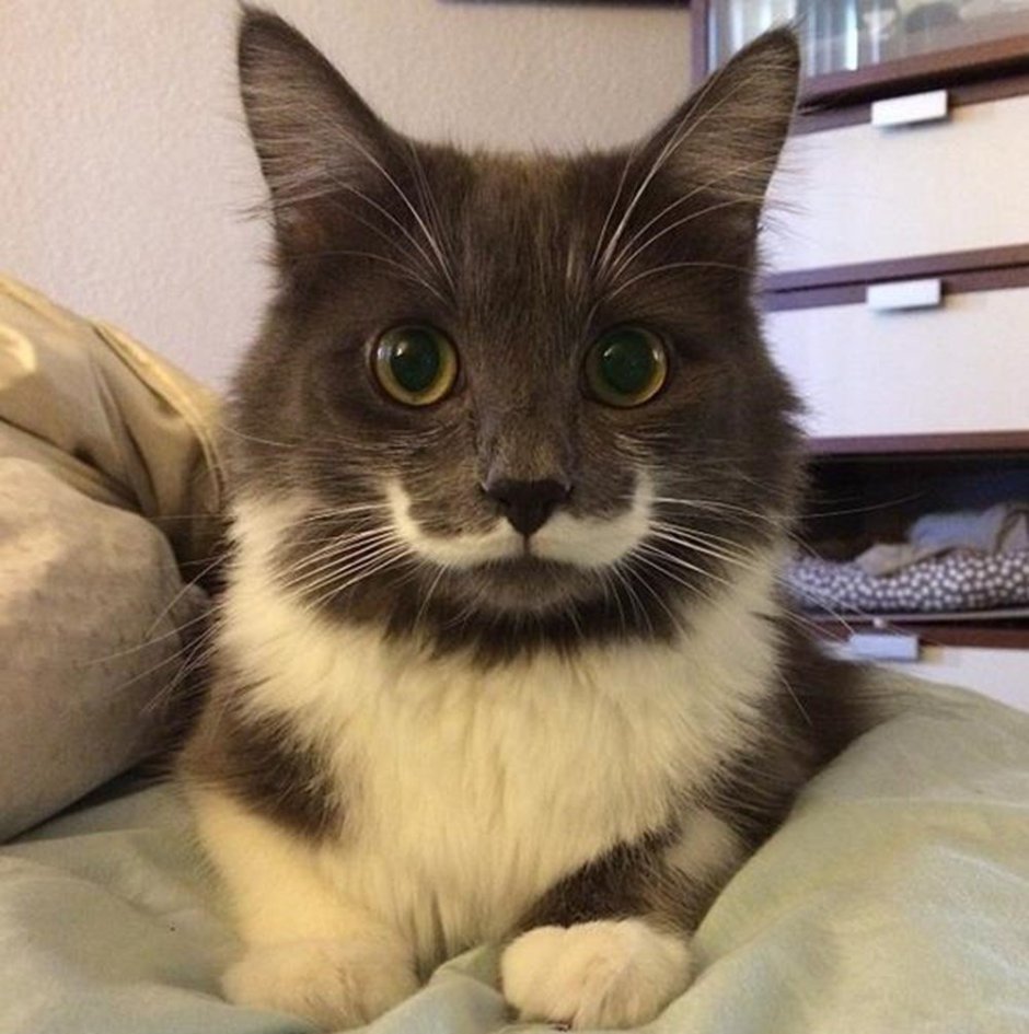 Кот-хипстер Гамильтон
