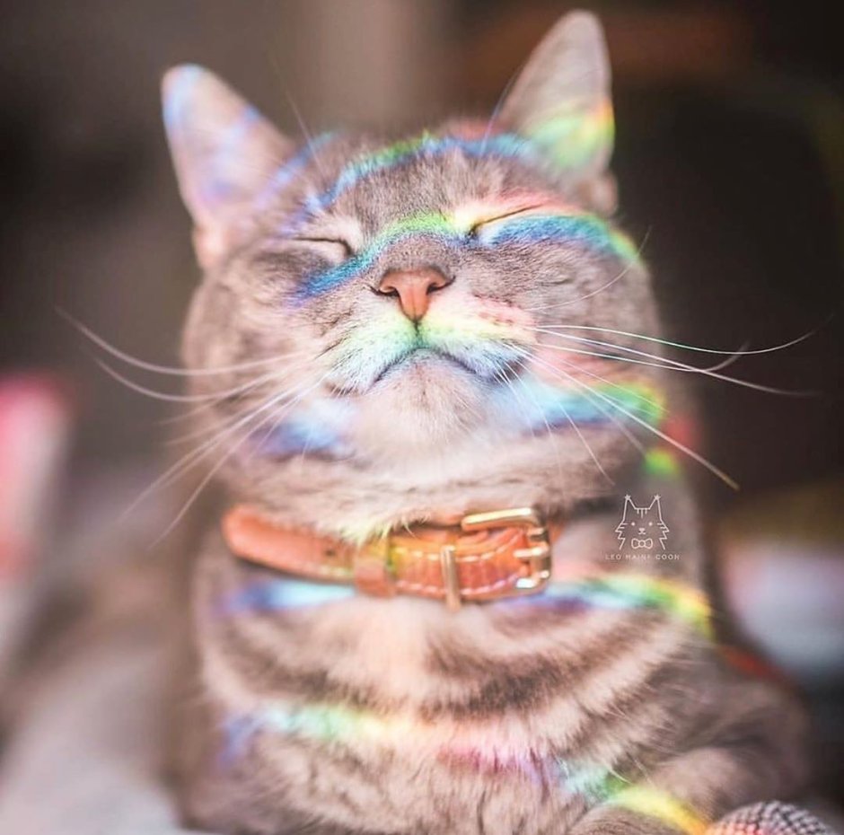 Улыбка кота