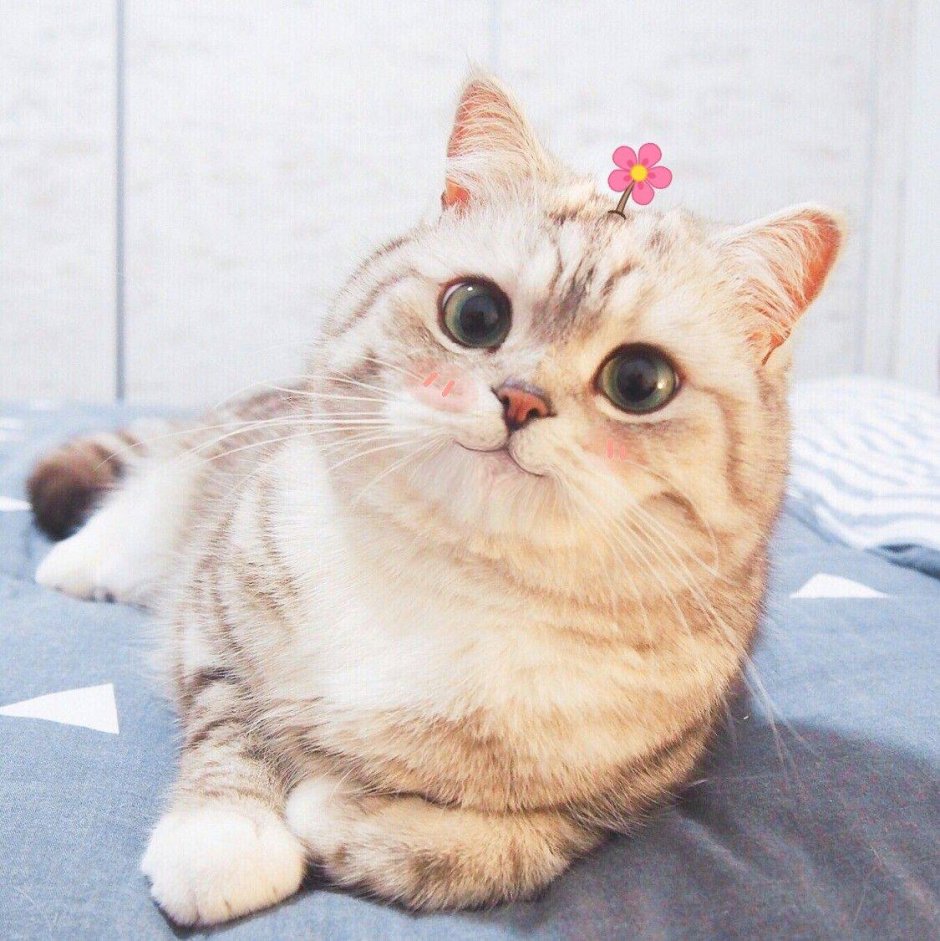 Счастливый кот