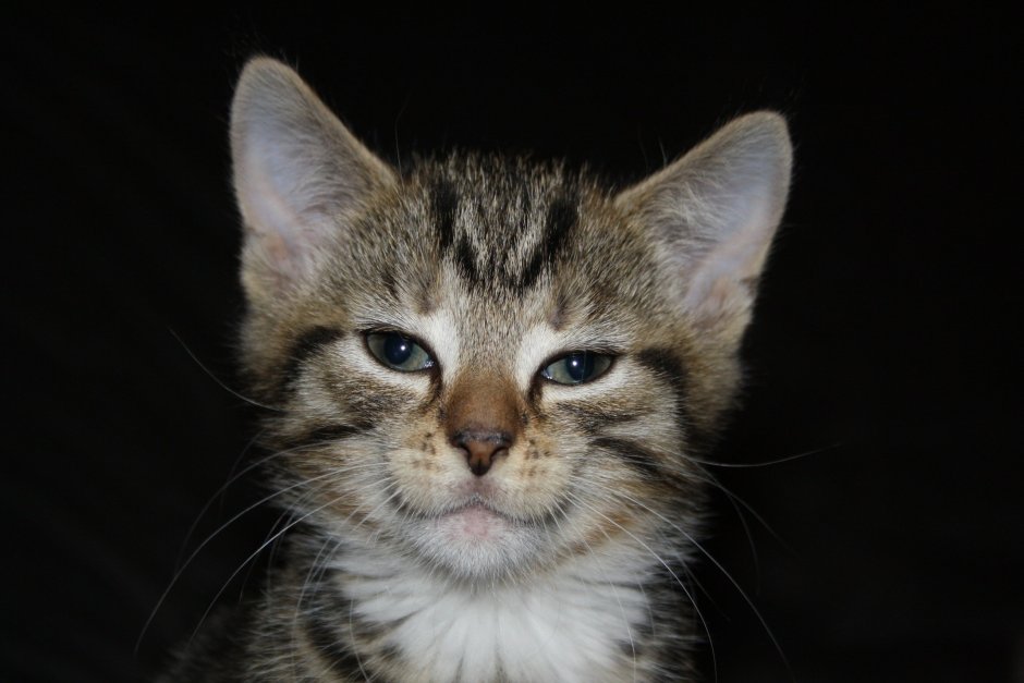 Кот с ухмылкой