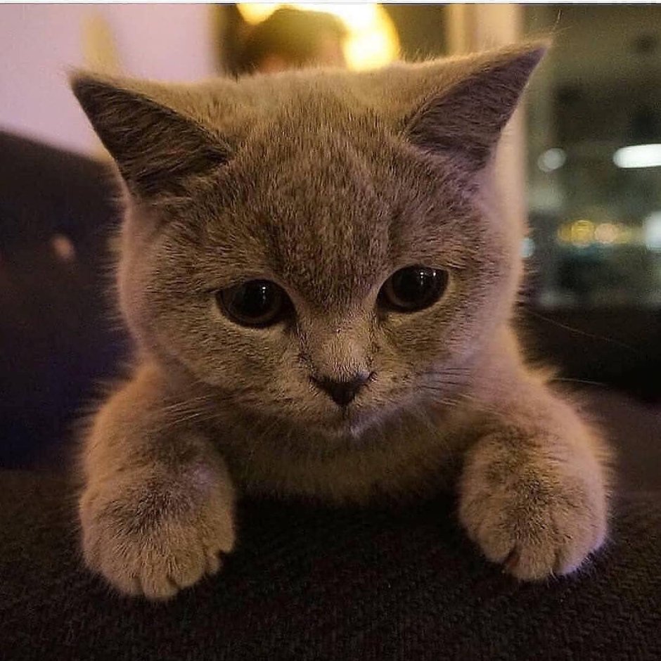 Злой кот Мем